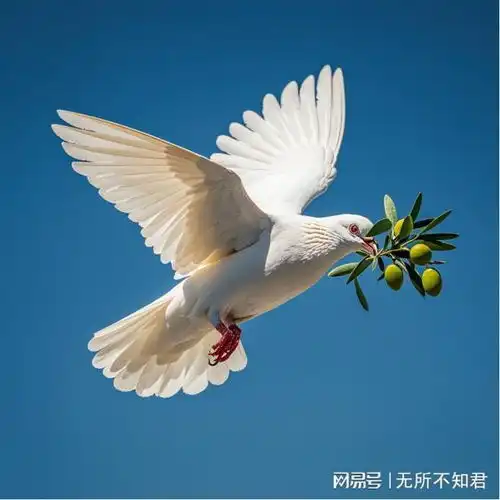 鸽子和橄榄枝象征和平的由来