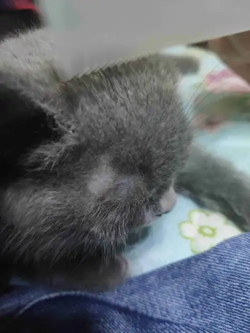 请问下这秃的地方是不是猫癣谢谢