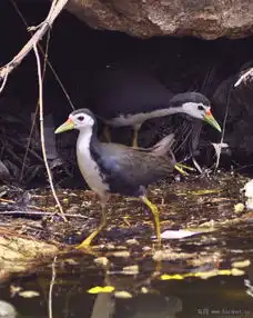 白胸苦厄鸟liaoning