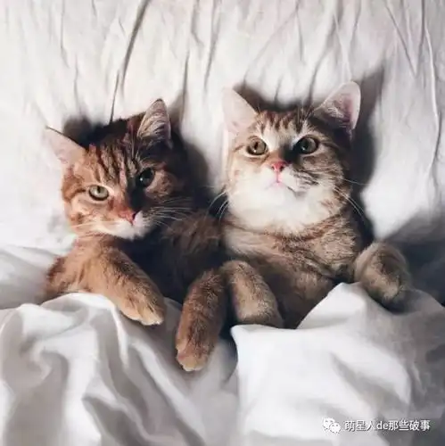 被好心人收留后的两兄弟太温馨了