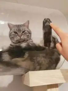 2人4猫,这对闺蜜把60㎡的房子改造到人猫和谐