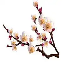 傲雪寒梅高清头像图片