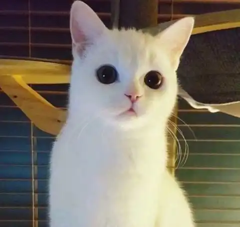 我竟然被这些彩虹猫给撩到了,你家有彩虹猫吗