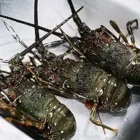 蒜蓉小青龙怎么做蒜蓉小青龙的做法飘泊的湖豆果美食