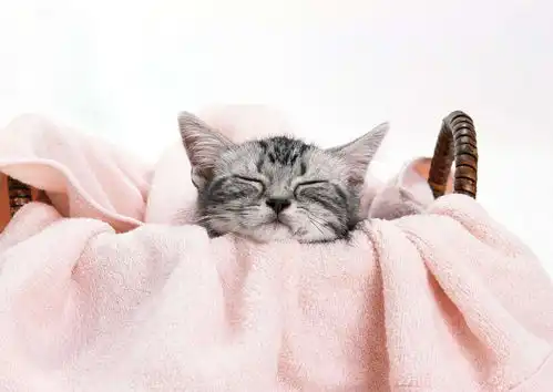 养猫快速入门指南,养猫达人必备速速收藏