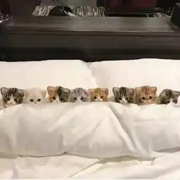 卡哇伊的可爱小猫卡通头像