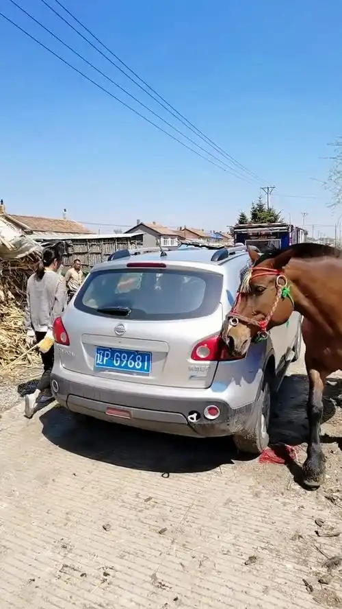 聪明的马儿追着美女绕车跑