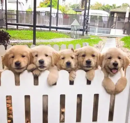 这个时期的金毛最美,最可爱