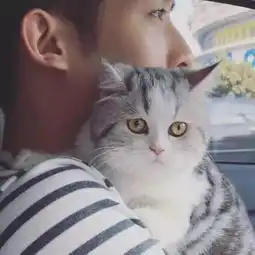 情侣头像猫系列图集情头