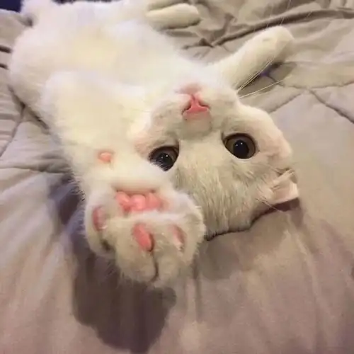 情侣头像撒娇是因为感受到了偏爱