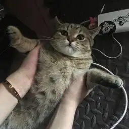 银渐层猫美图微信头像