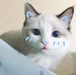 头像我认输,我等待不起了