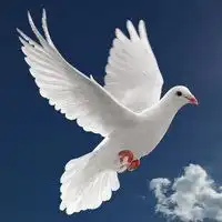 竞博体育jbo鸽子头像图片微信头像图片大全