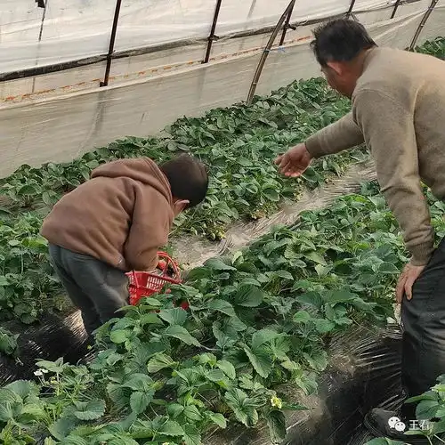 又到草莓采摘季,实现小朋友的一个小愿望