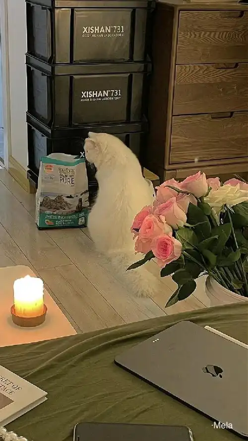 今日的壁纸分享来了