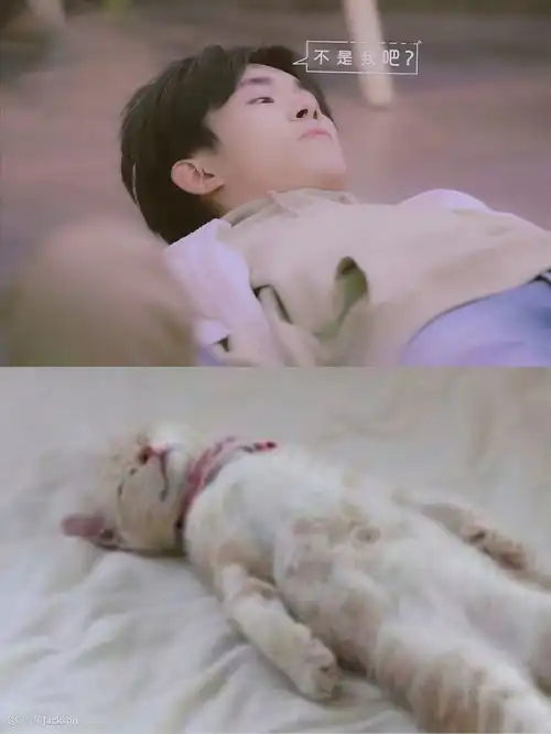 易烊千玺那些年与猫撞过的脸,猫系少年完美上线