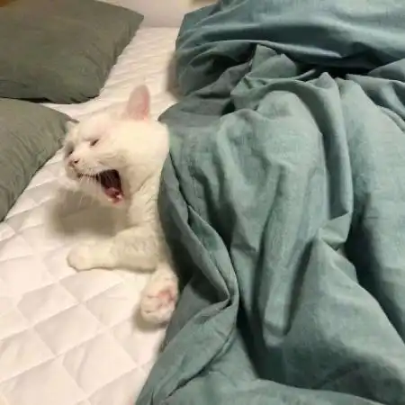 可爱白色的小猫头像图片,这绝对是最让人喜欢的