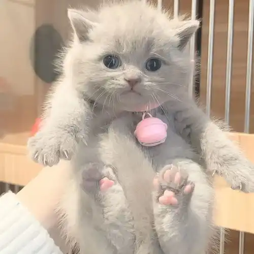 猫系动物头像动物
