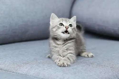 点击来源直接获取大图文件一只美丽的小猫在灰色沙发上摄影搞笑猫猫高清大图