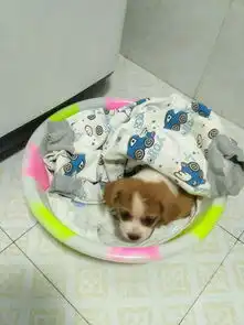 女孩路边捡到一只流浪小奶狗,第二天狗狗的胞弟主动找上门