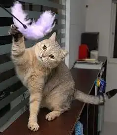 怎么跟猫培养感情