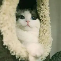 好看可爱小猫咪蠢萌吧唧滴微信头像图片大全