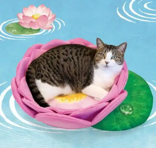 有了这个坐垫,在家就可以欣赏佛系猫猫