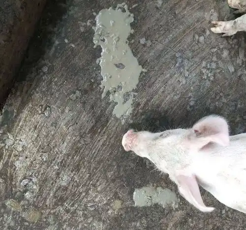 猪传染性肠胃炎的临床症状,猪传染性肠胃炎怎么治疗收藏学习