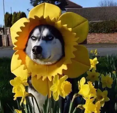 头像头这么疼一定有人在榨我的智慧