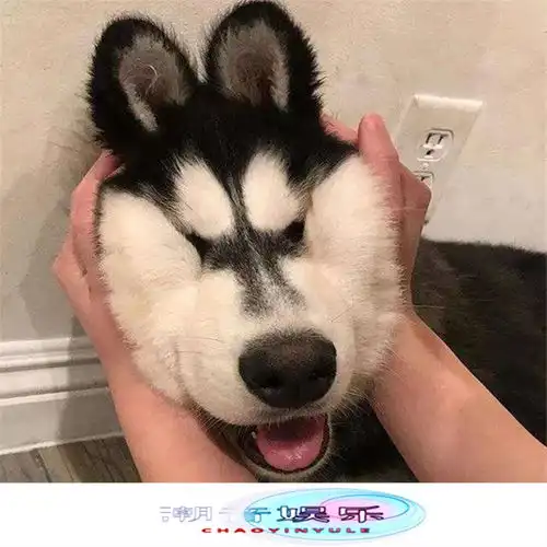 comparestoyou潮妹高音质在线试听comparestoyou歌词歌曲下载酷狗音乐