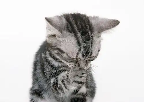 猫咪喵星人宠物萌动物动物喵星人