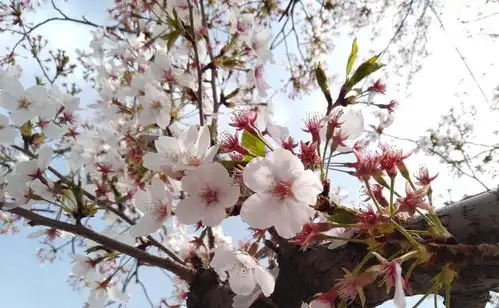想穿粉色又怕显黑,解锁大s粉色配色方法,打造甜美少女感
