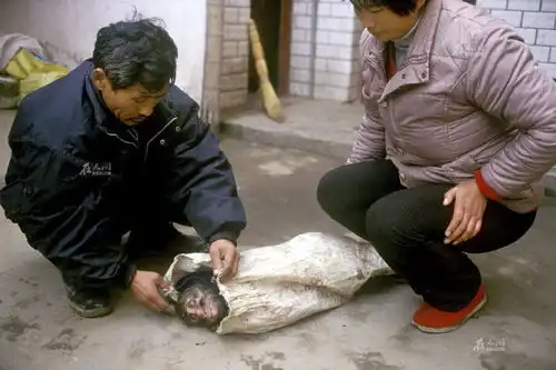 耍猴的问猴子的图片