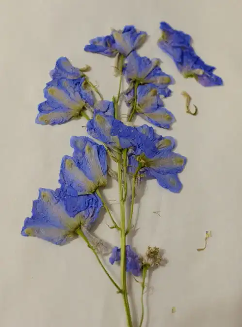 大花飞燕的押花,仙气飘飘的蓝紫色