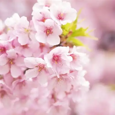 樱花头像,唯美好看的樱花qq微信头像图片