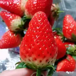 草莓控必戳这7家店的草莓单品引爆你的少女心