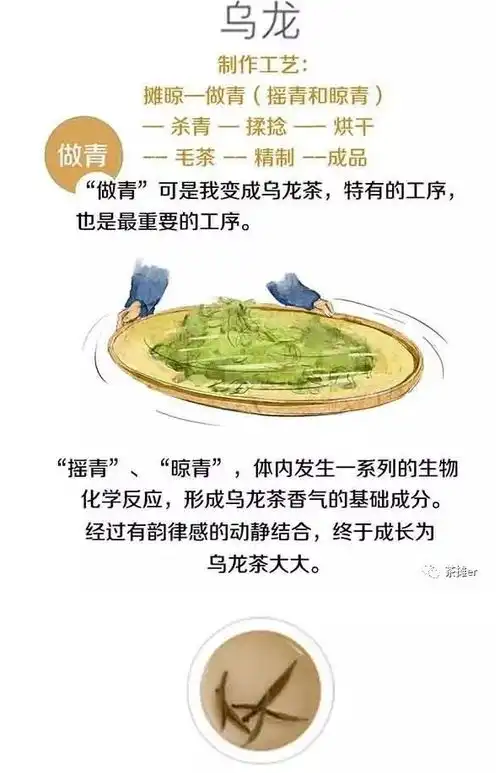 一组漫画带你秒懂茶这一片树叶的变身......