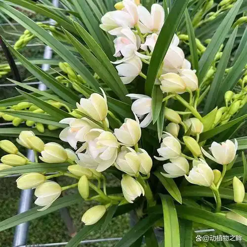 兰花的花语象征与寓意从高贵到纯洁的多重象征