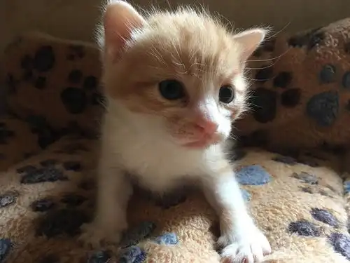 宁波北仑小奶猫