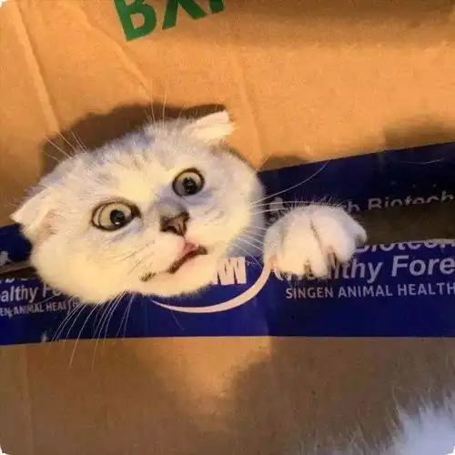 总能找到喜欢的头像呀