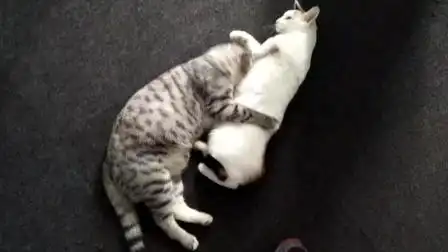 猫毛