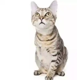 福懋动物医院猫说,如果我不完美了你还会爱我吗