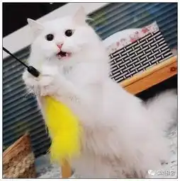 恶猫管教系列下篇