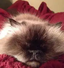 无法言说的治愈系呆萌猫咪