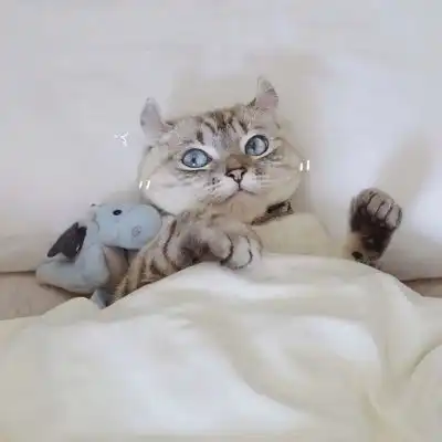 猫系动物头像情头