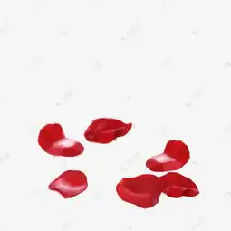 花瓣手绘通用词免扣图素材图片免费下载高清psd千库网图片编号11808743