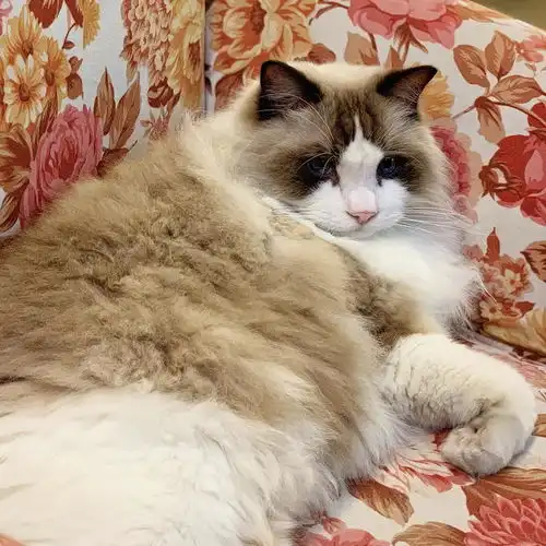 上门喂养宠物喂养春节上门喂猫上门遛狗