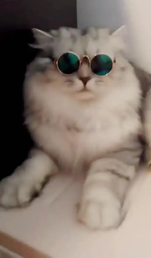 今天也是酷酷的一只猫哦