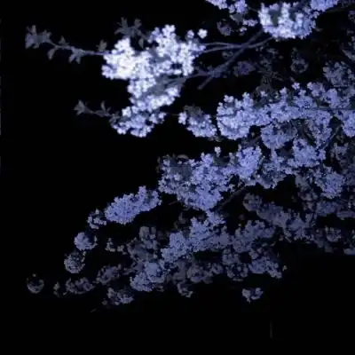 客桥.花朵专辑希望我们可以在以风景静物头像我要个性网