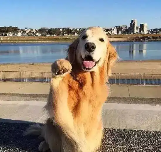 萌图一只貌美如花的大金毛